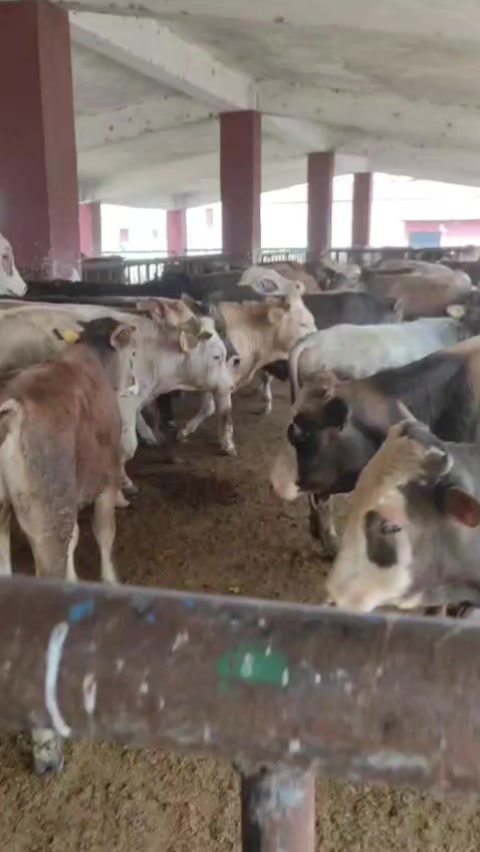 @Taşdemir besicilik