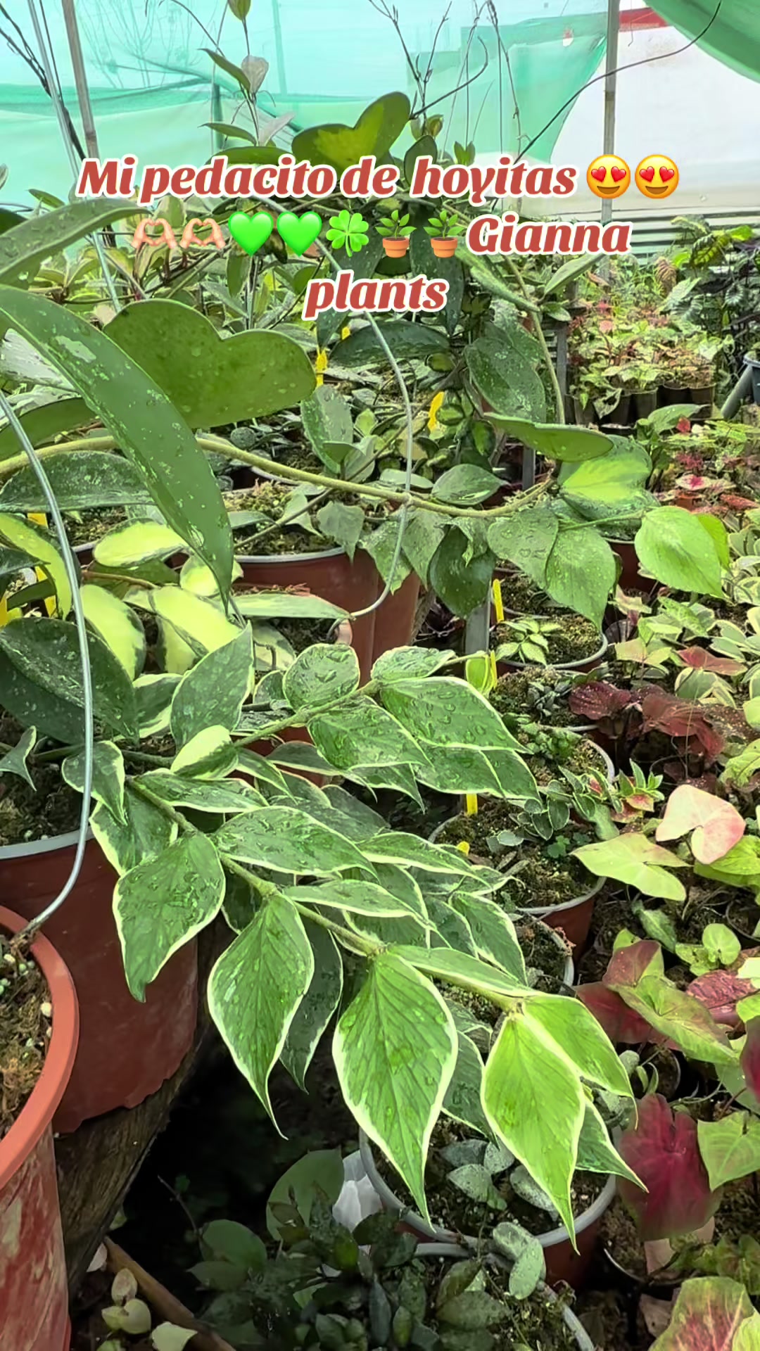 @Gianna.Plants 💚🍀🪴🇵🇪