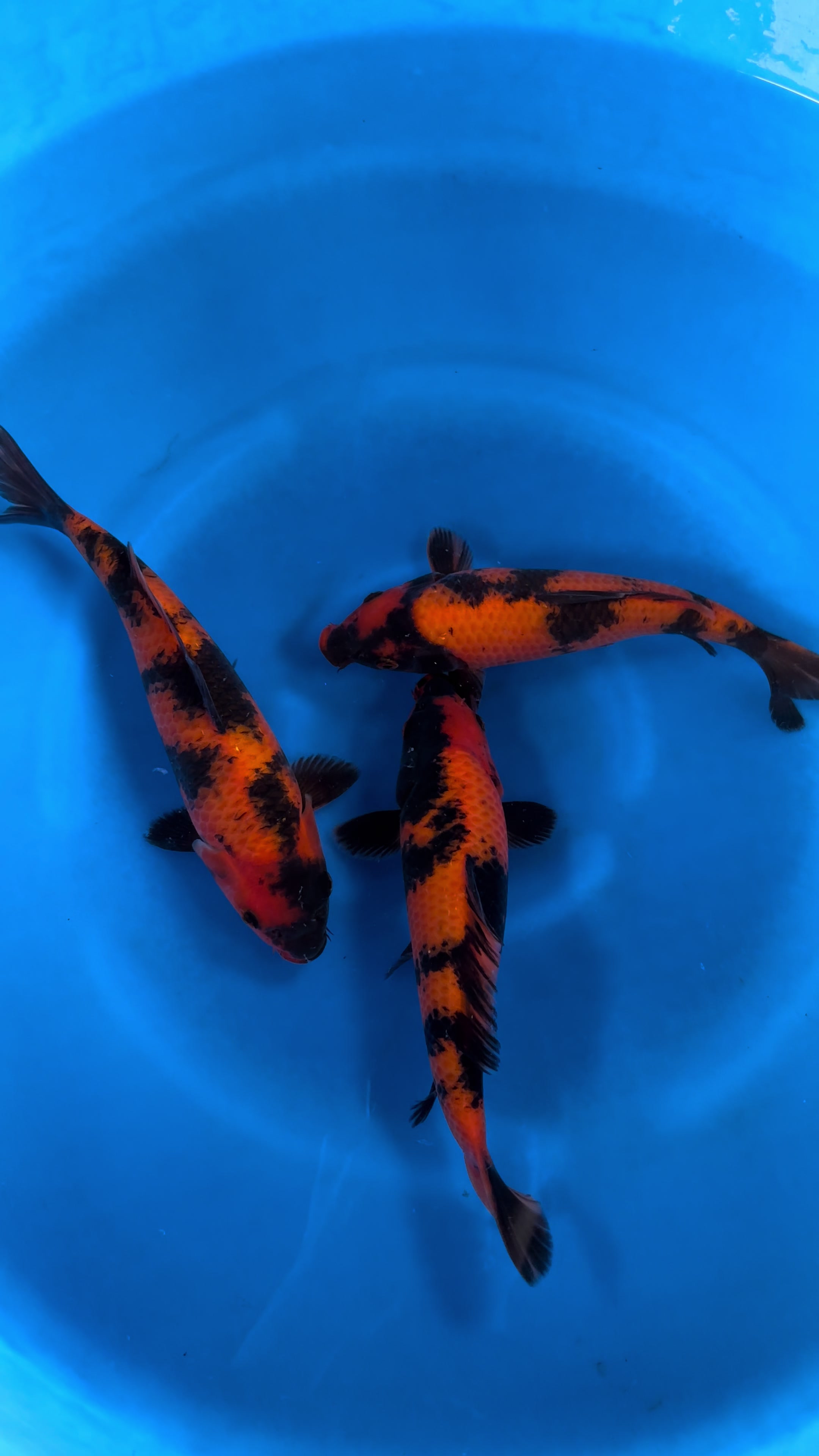 @Linh Long Koi Farm