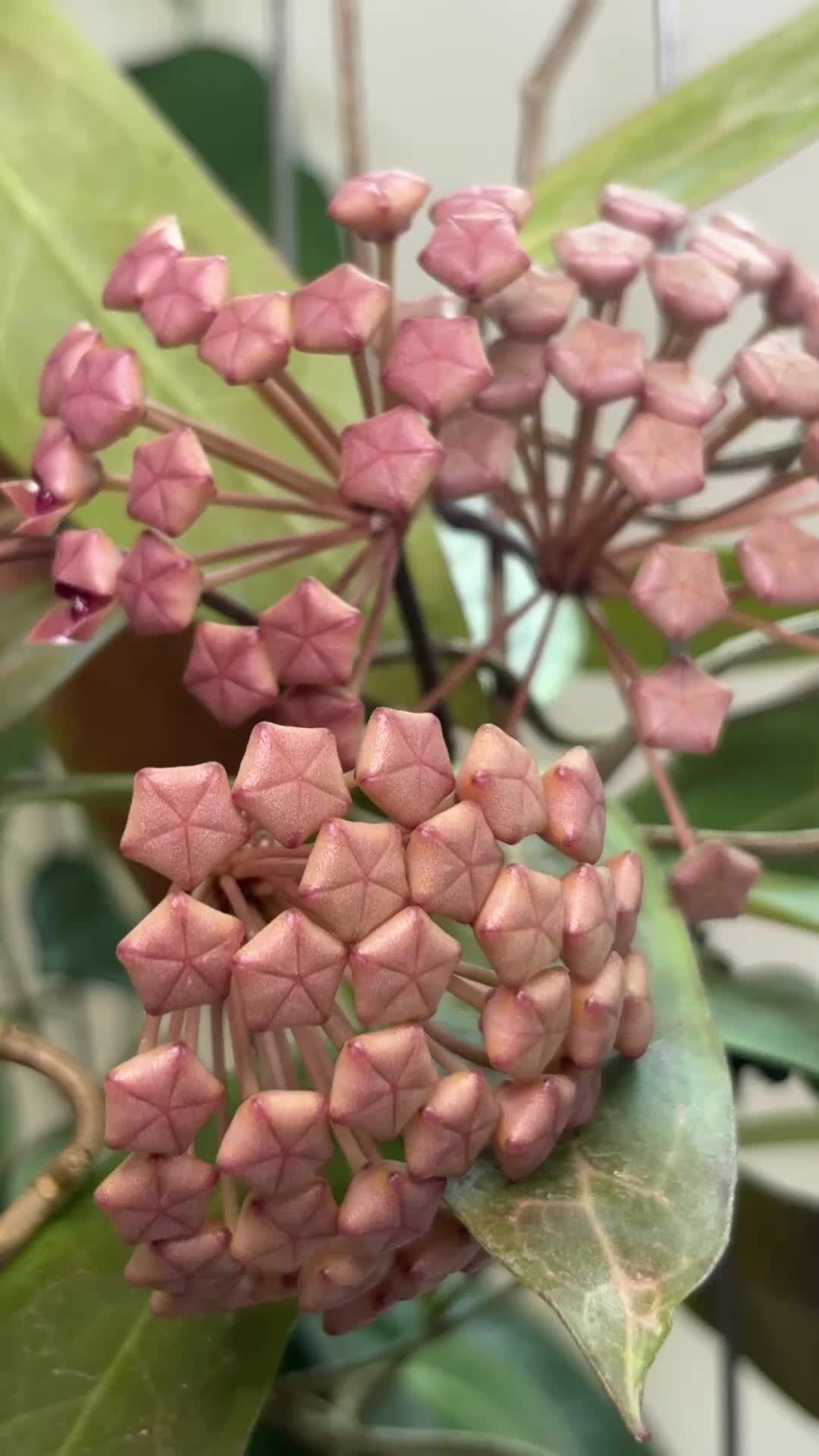 @Raregardenblooms