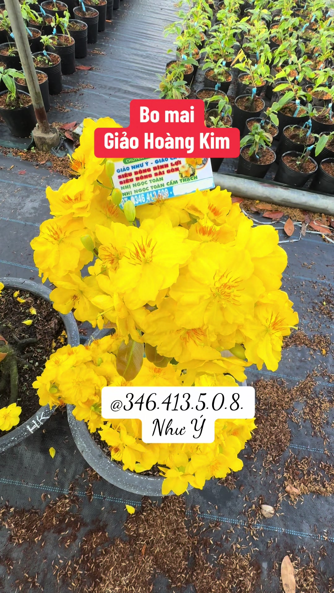 @Như Ý