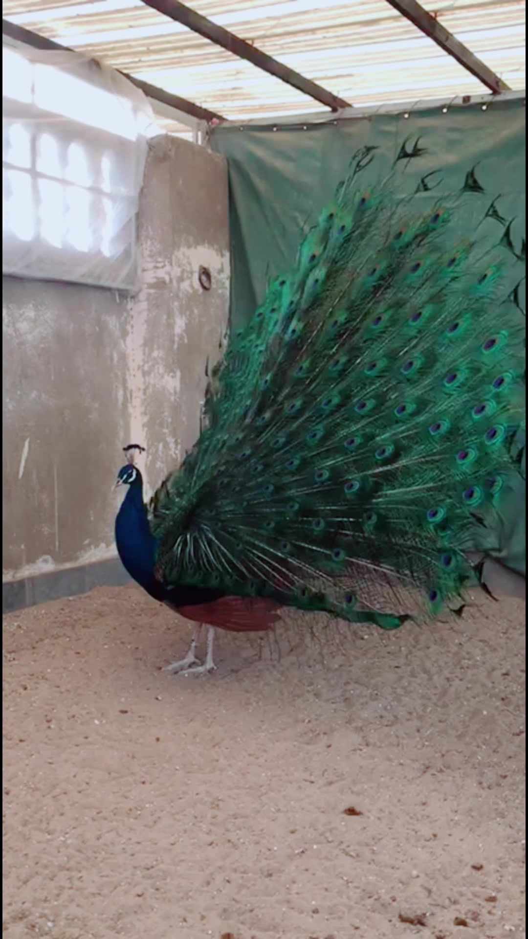 @AR Birds