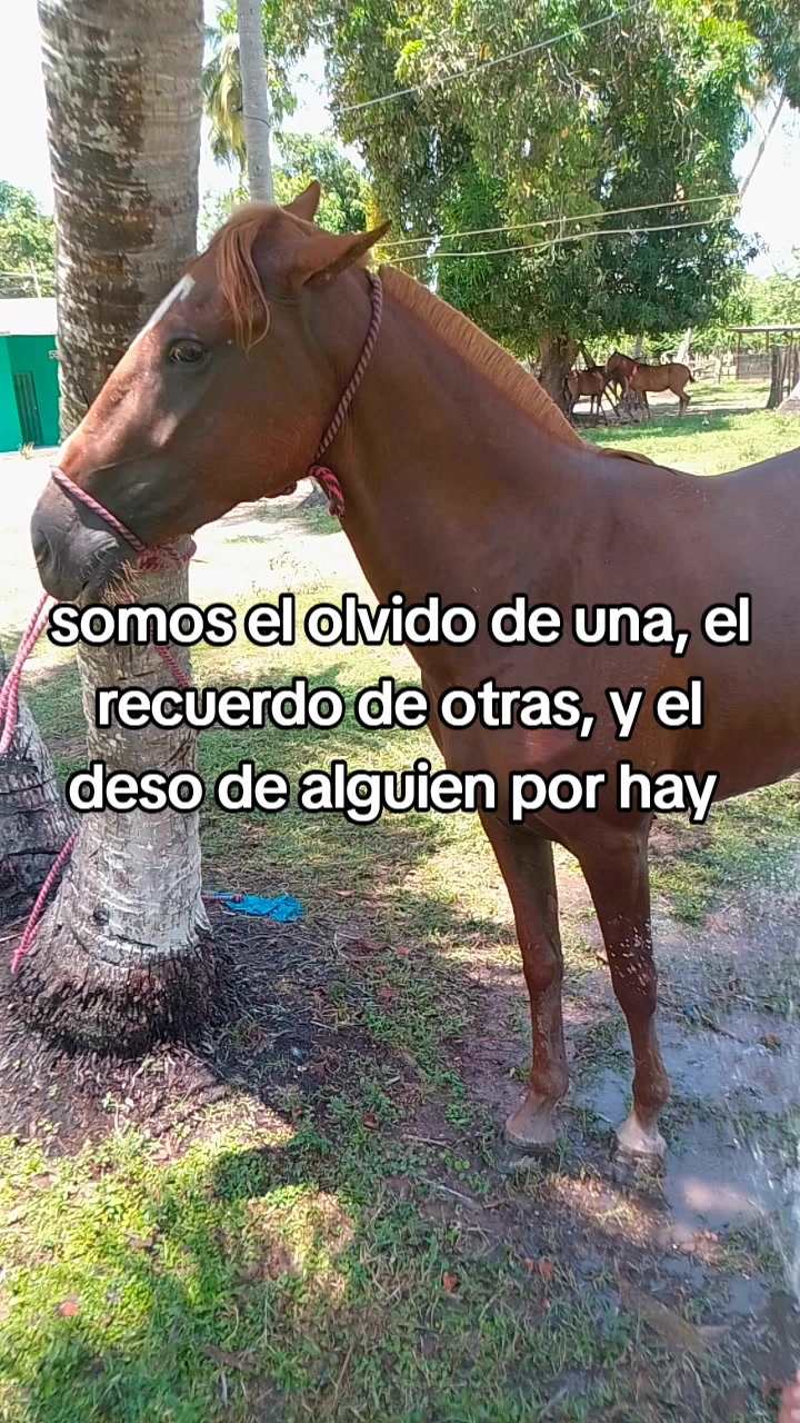 @ever tovar