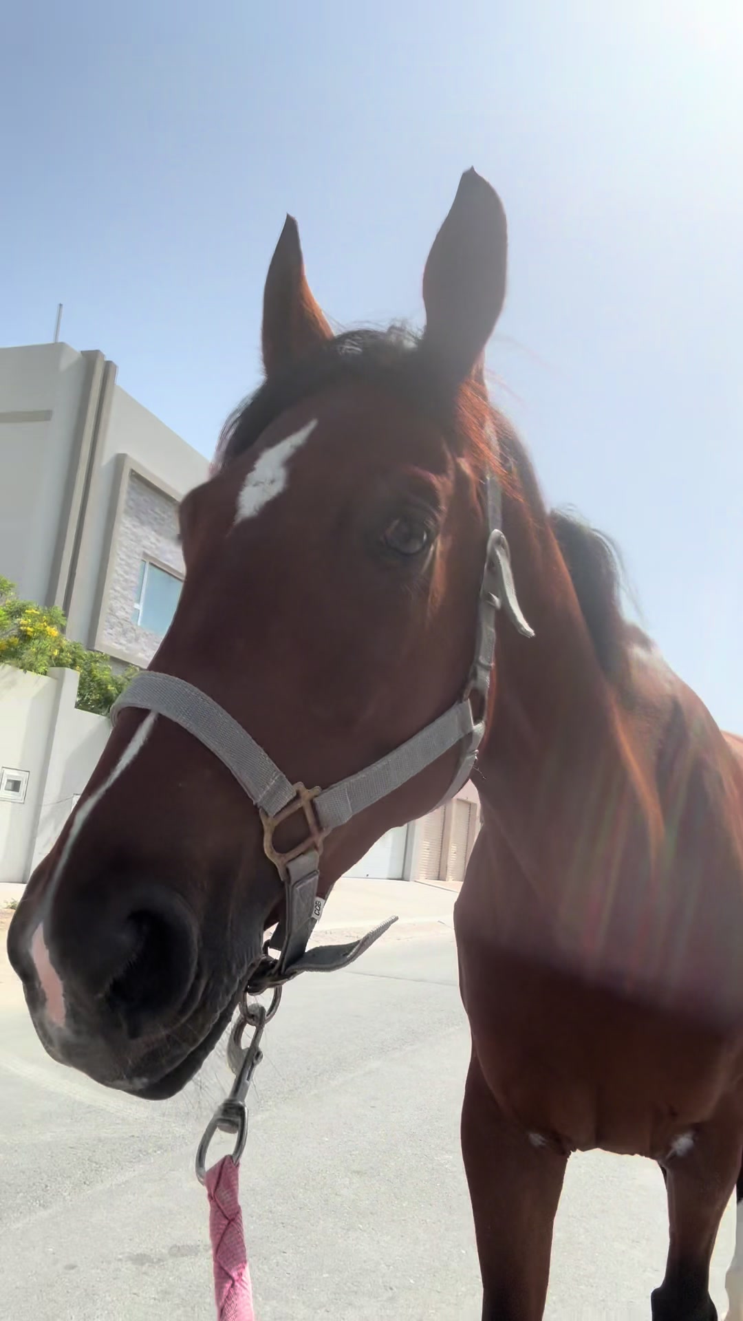 @Al Bosta Equestrian