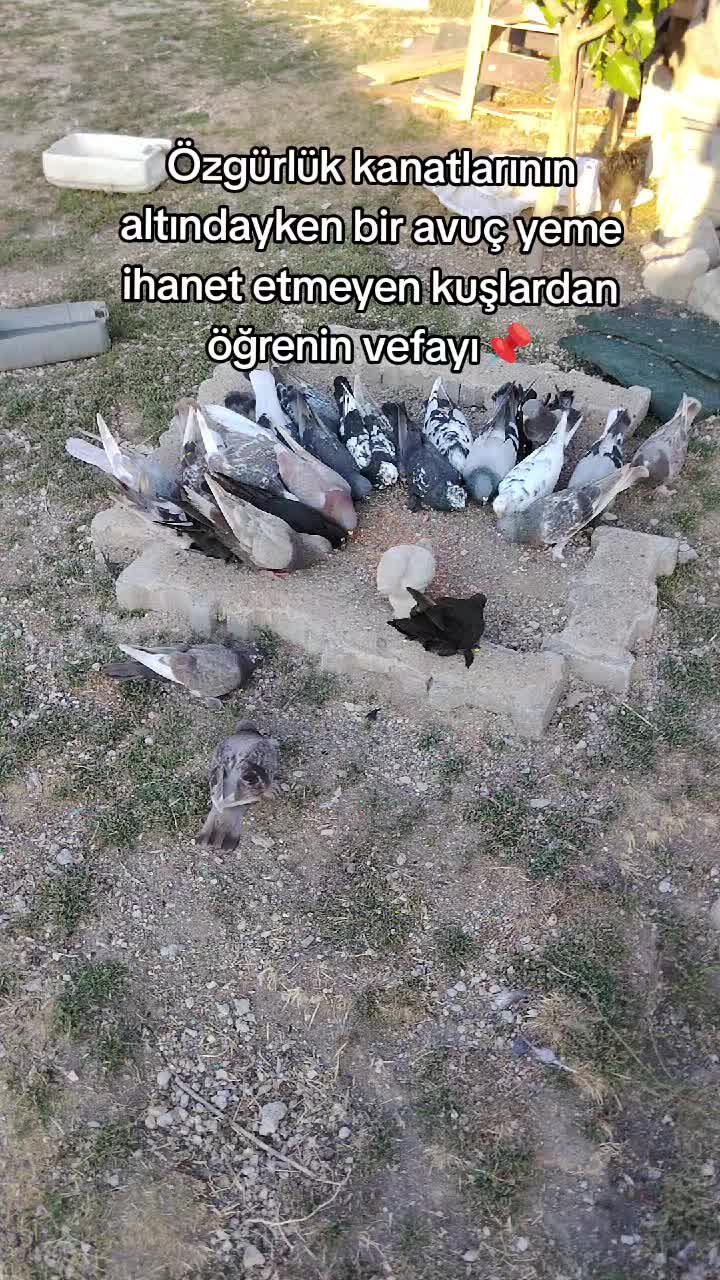 @𝕬𝖑𝖕𝖊𝖗𝖊𝖓 𝖉𝖔𝖌̆𝖆𝖓