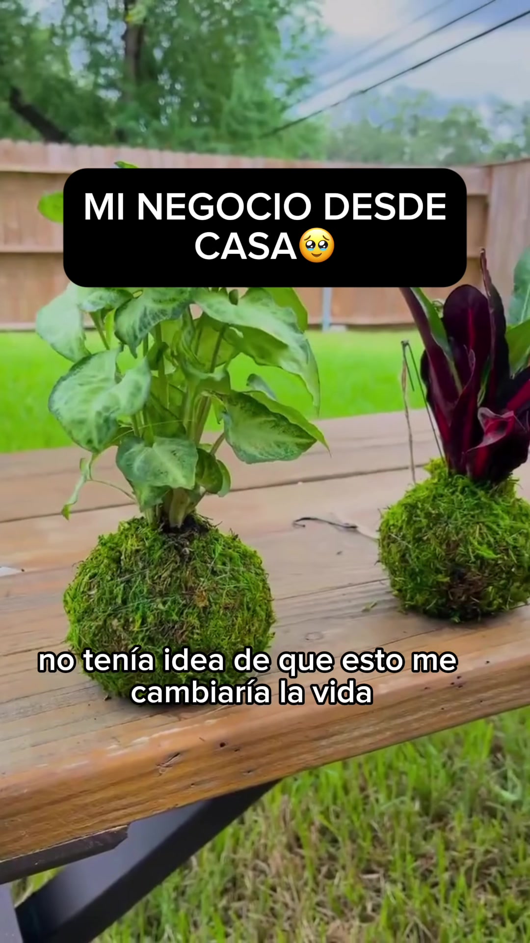 @Escuela de Kokedamas✅