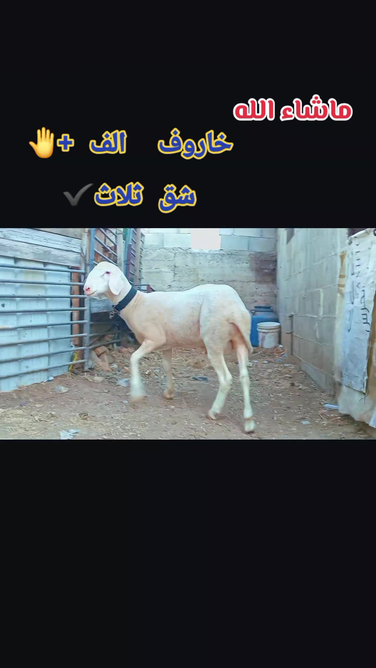 @bashar