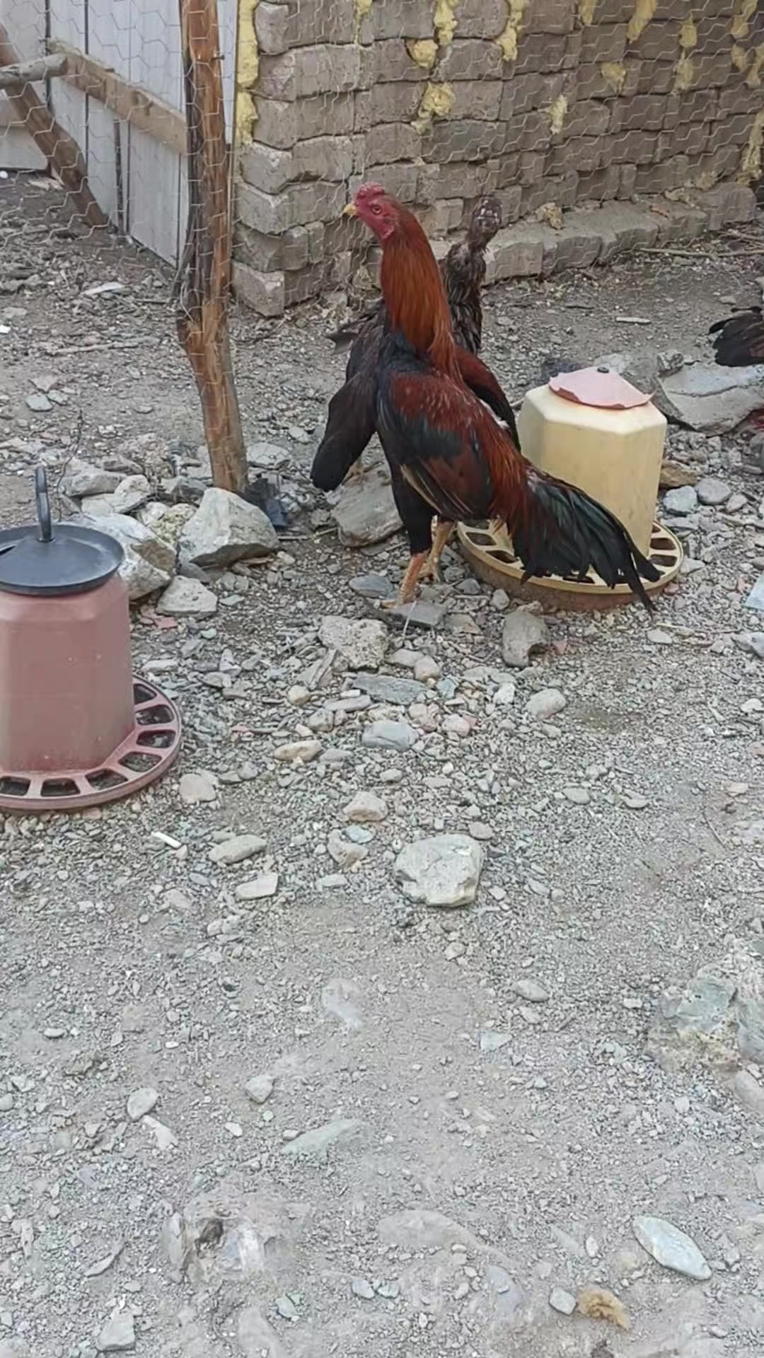 @muhammed Esad T&uuml;rkkan