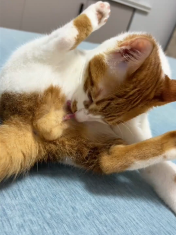 @Vitamin Meoww