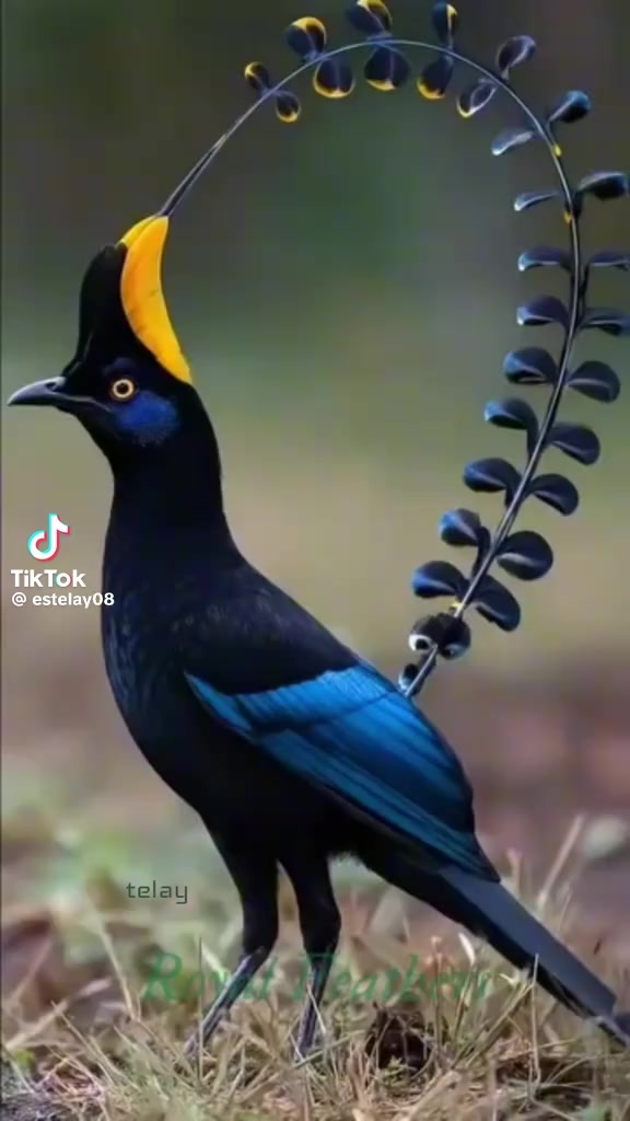 @ስቅ ይሓይሽ ንአምላኽ ጥራይ