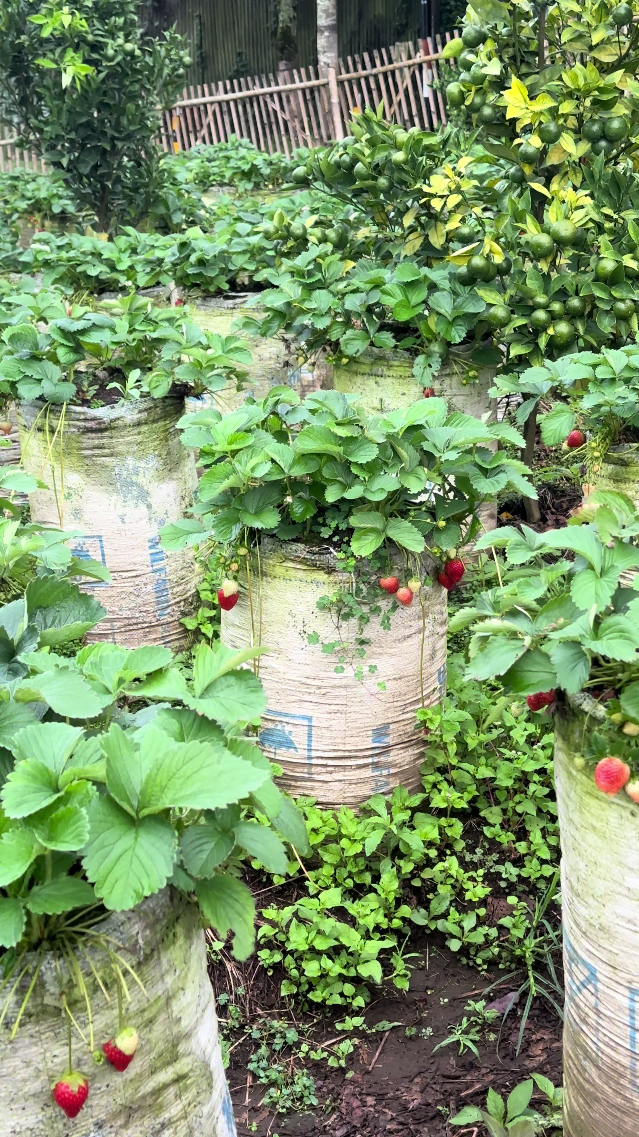 @Kebun8