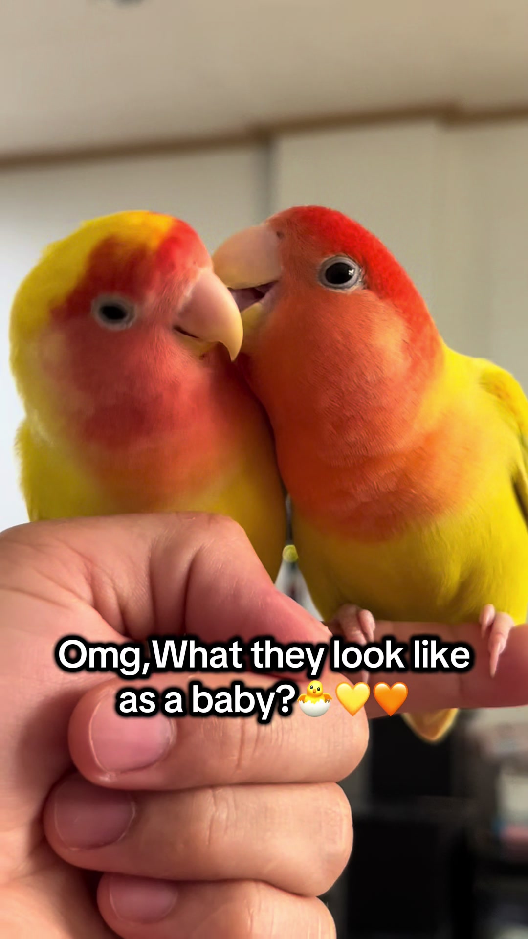 @crisaandbirds
