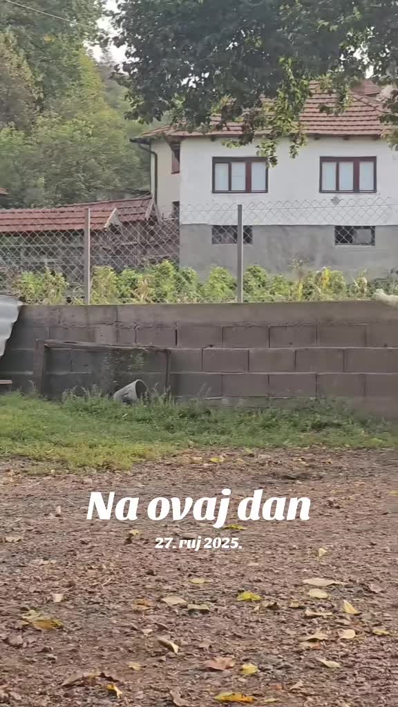 @Alabai Dogs Adis