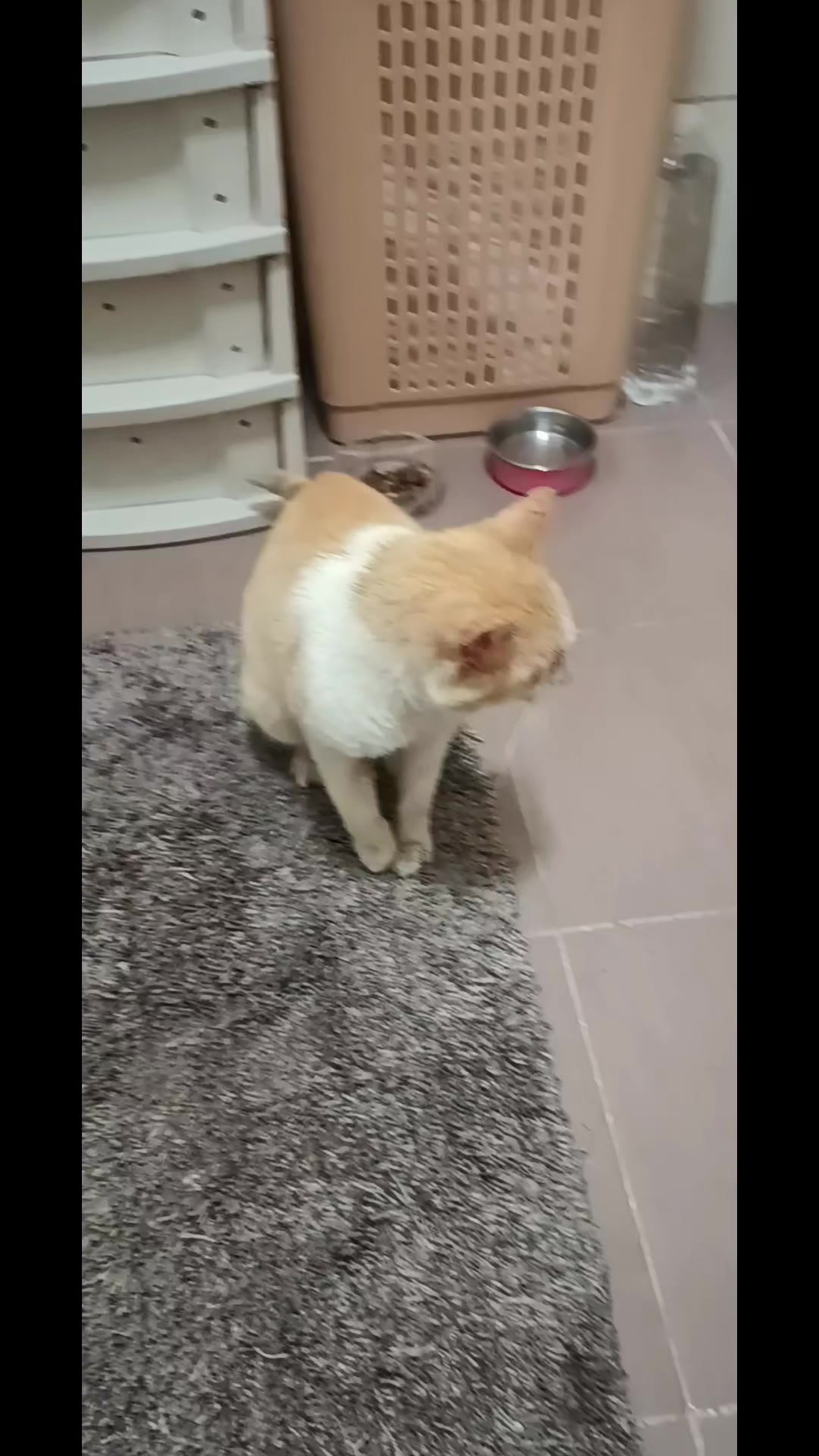 @cats&dogs)