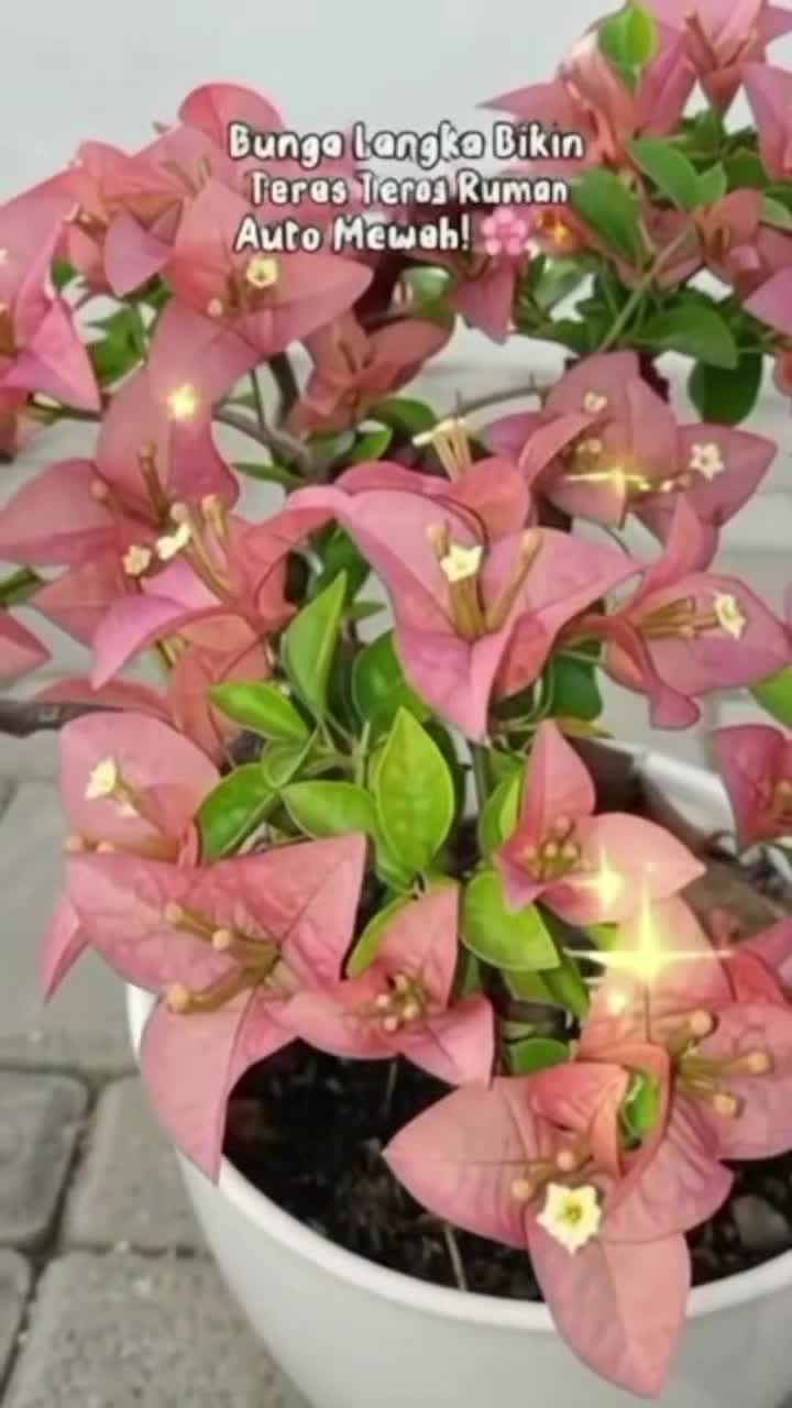 @NUNUNG INSANI