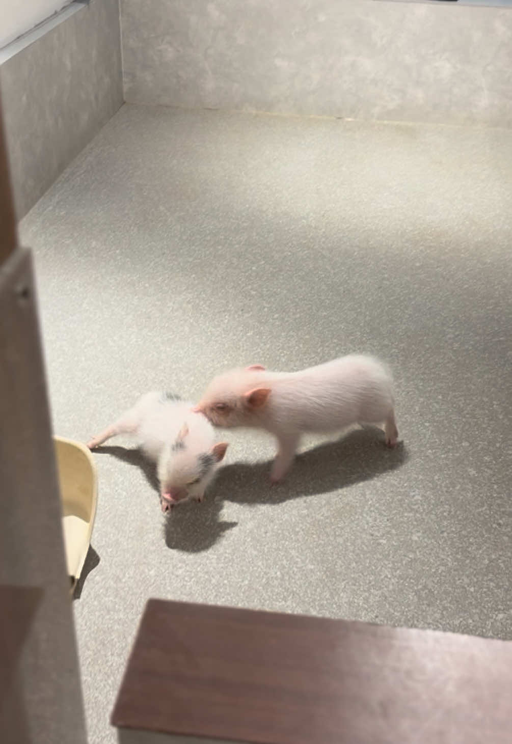 @pignic