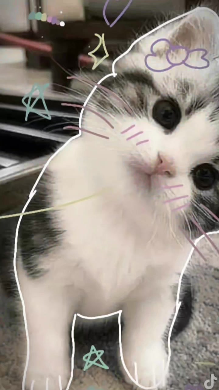 @cat _lover's