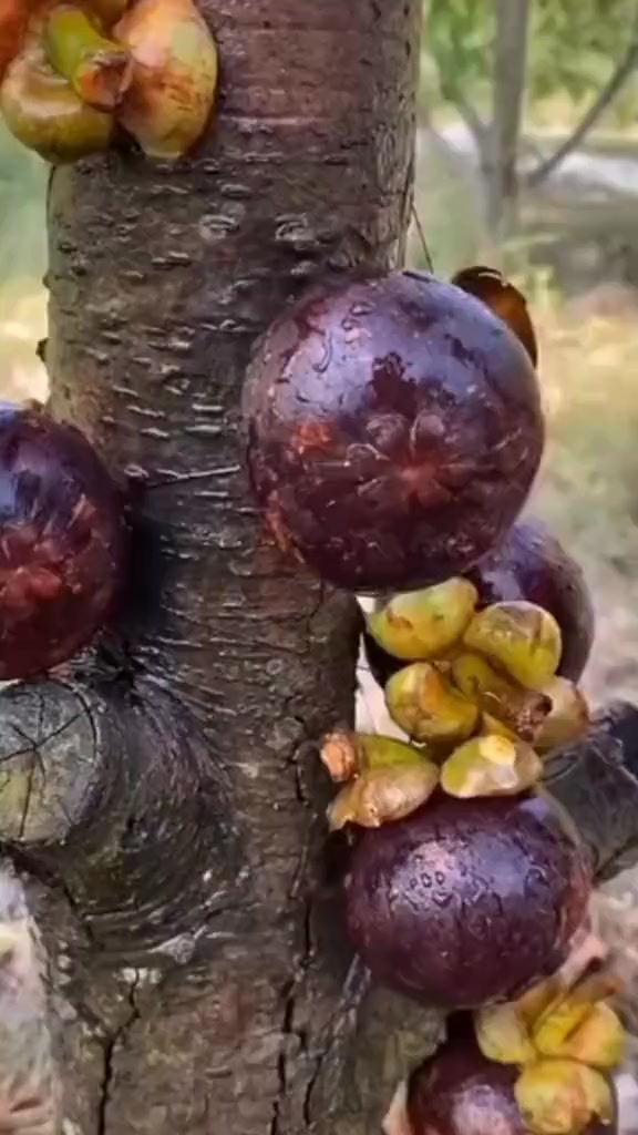 @fruits