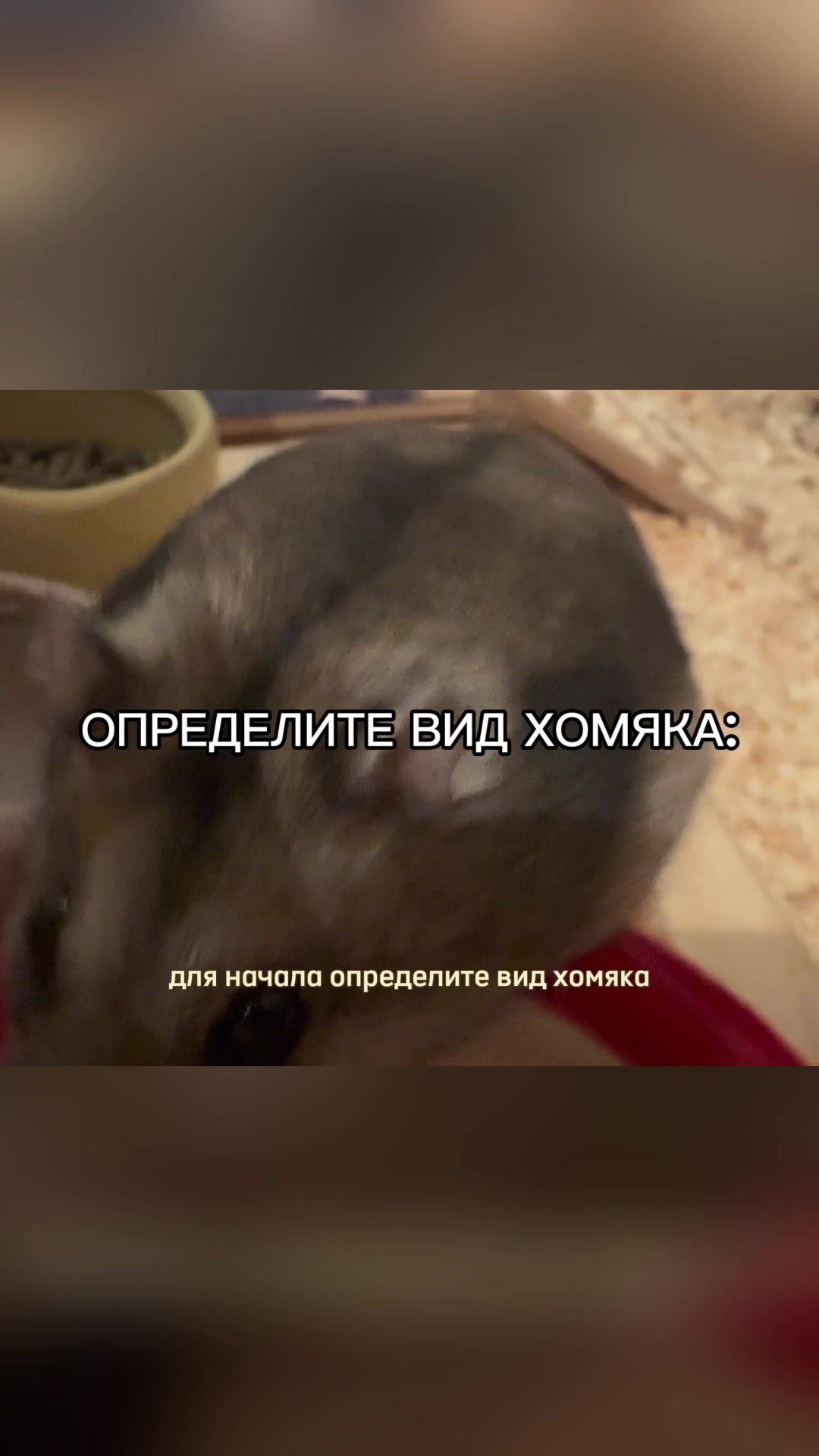 @хомяк Ричард 🐹