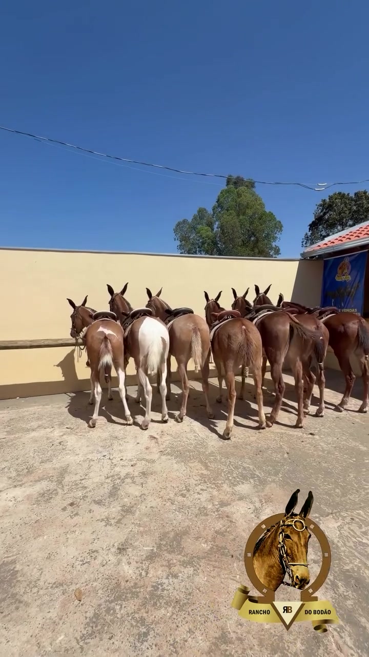 @Rancho do Bodão