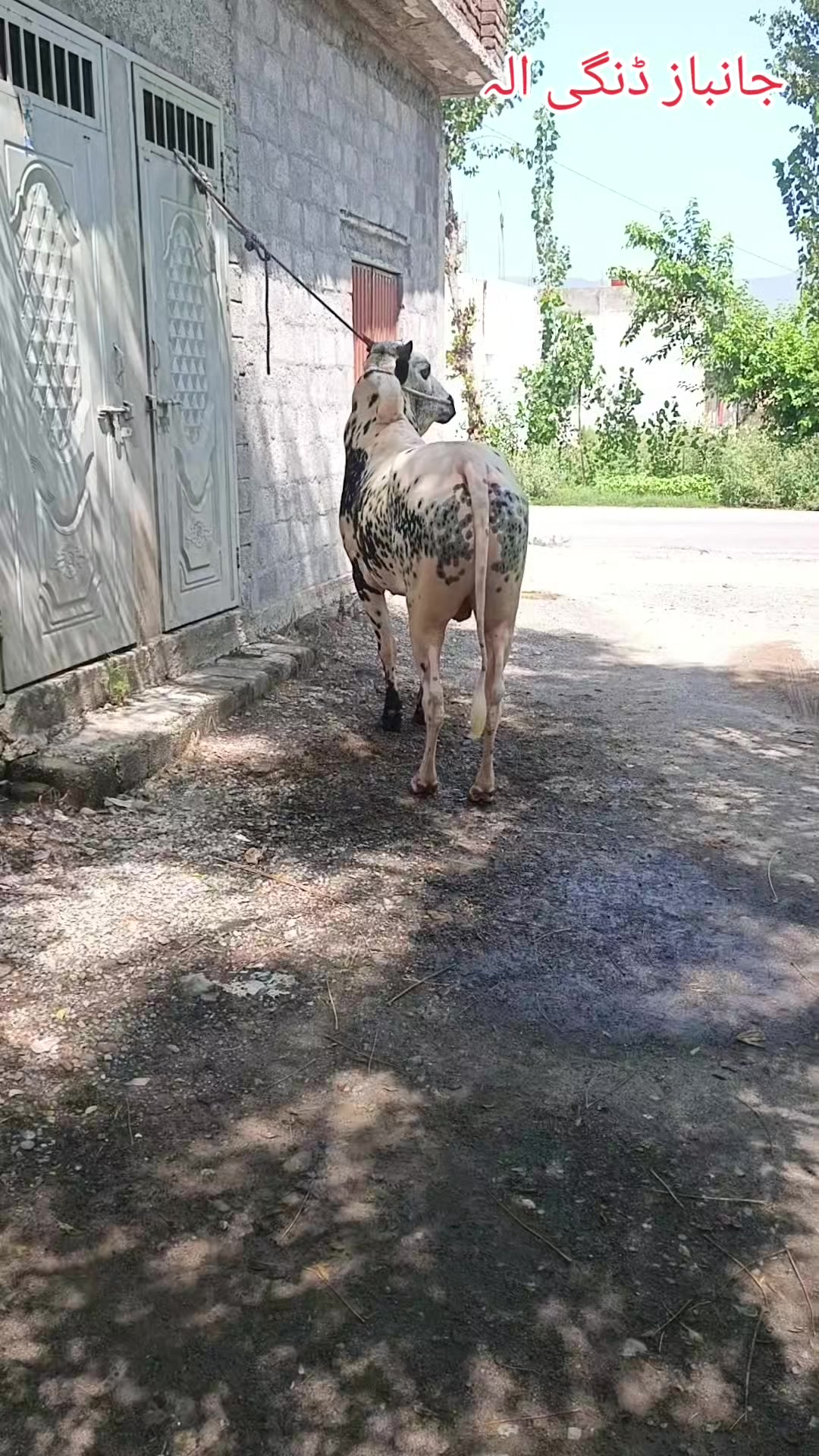 @ایا ڈنگی الہ
