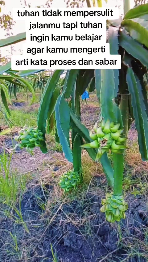 @Dwi Yanie29