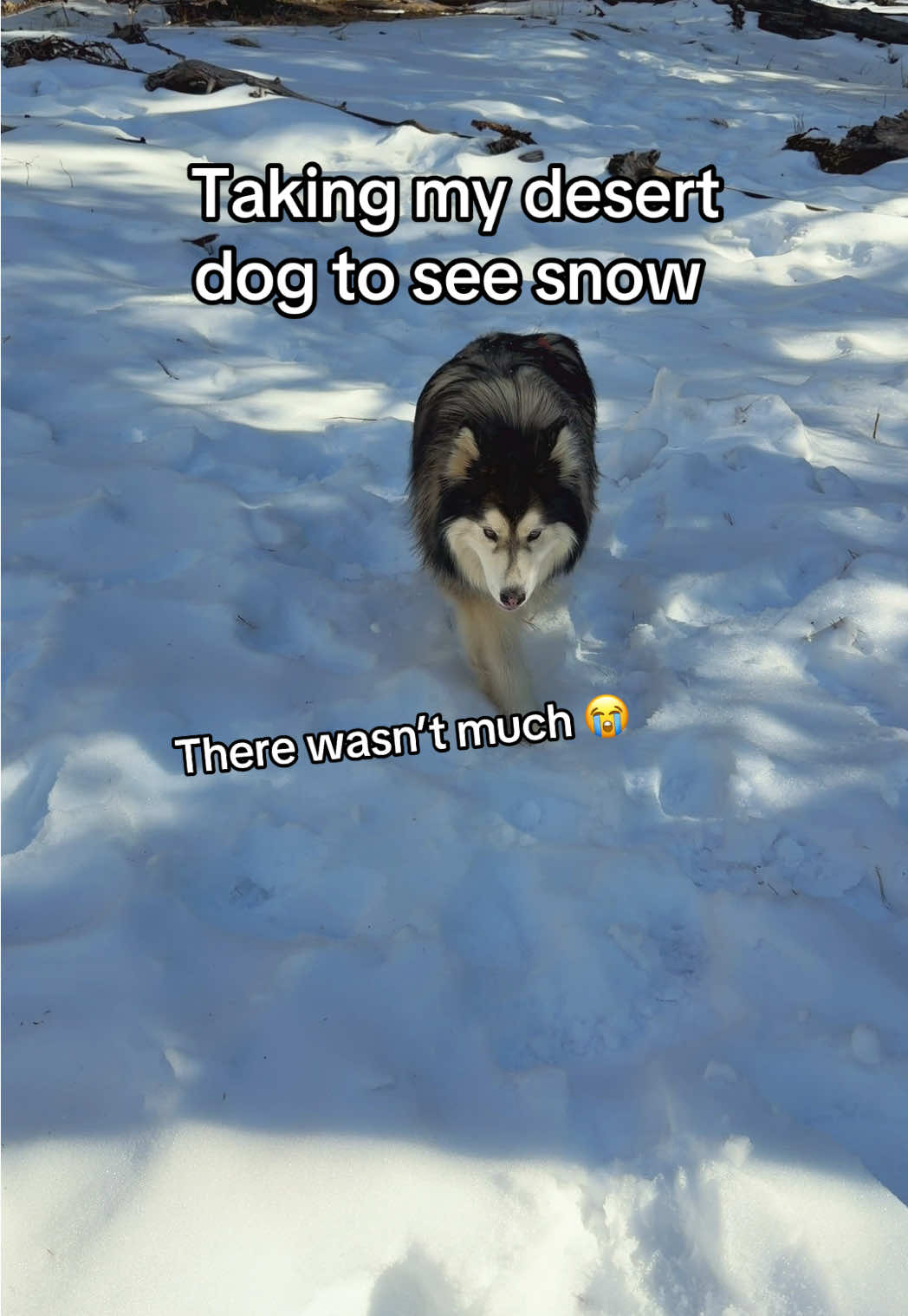 @Bandit The Husky