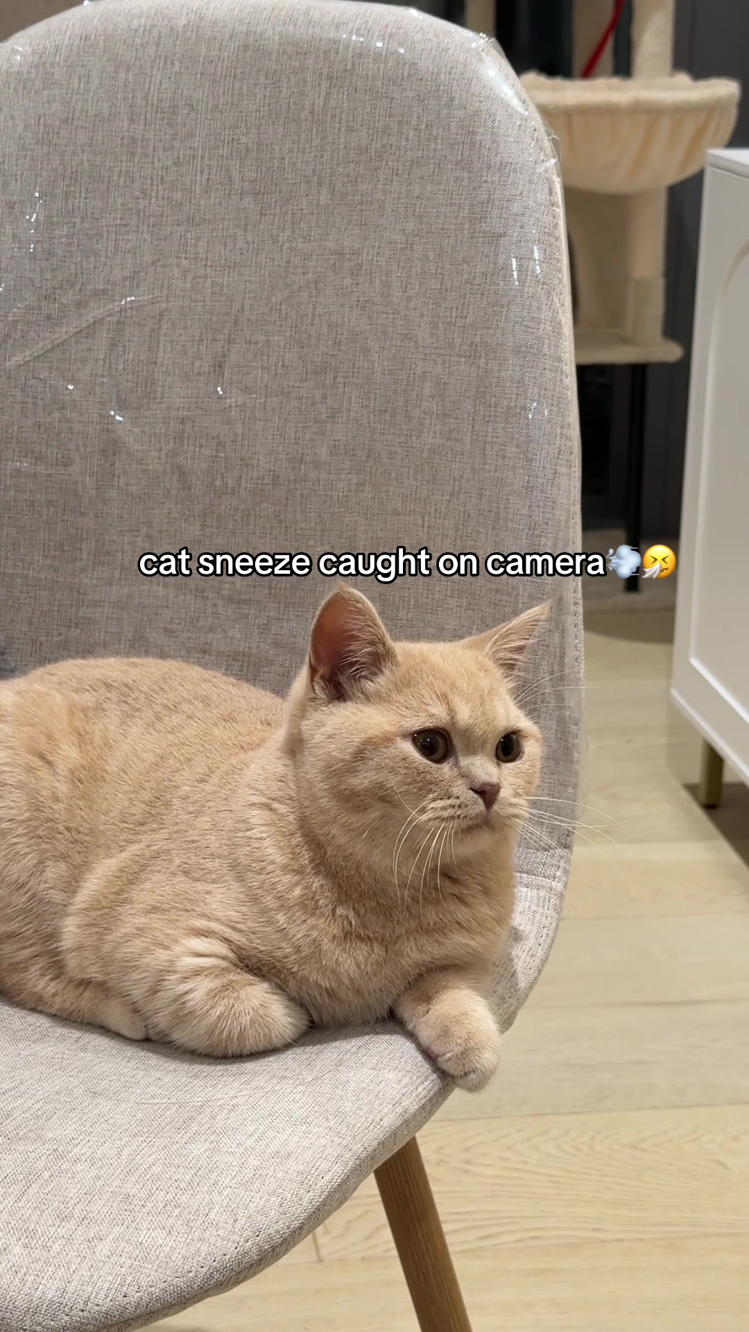 @Chuchu The British Shorthair