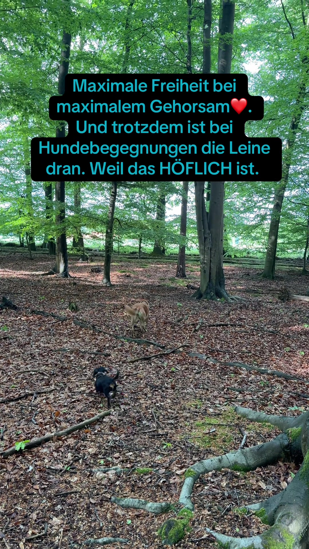 @INSAbenteuerHund