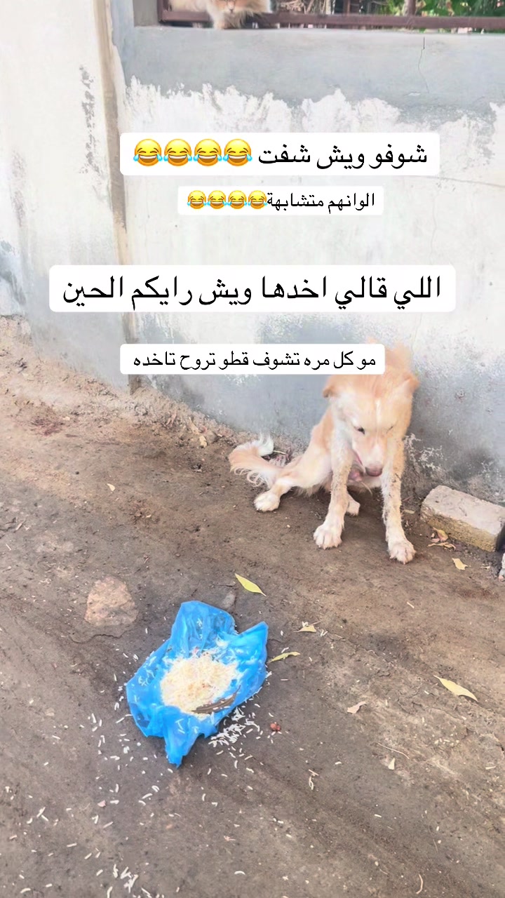 @ashkaltbiah