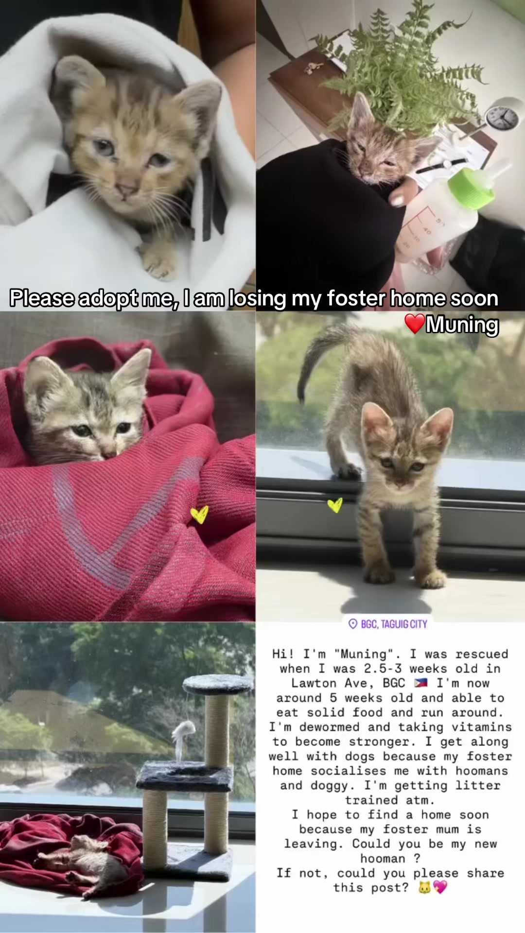 @Cats of BGC