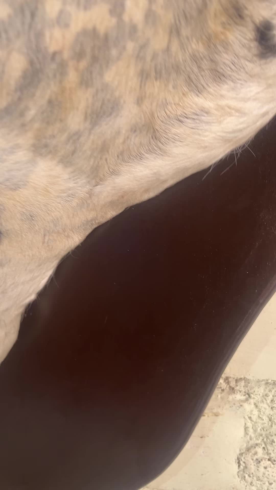 @taxidermiadecorperu