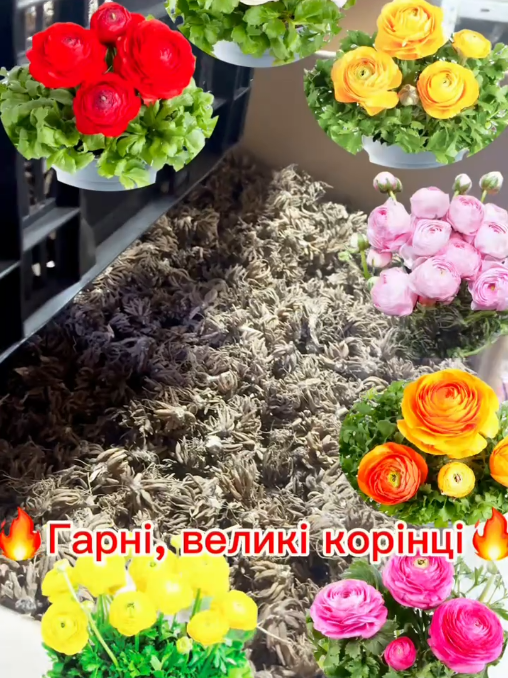@maxflora0977350481