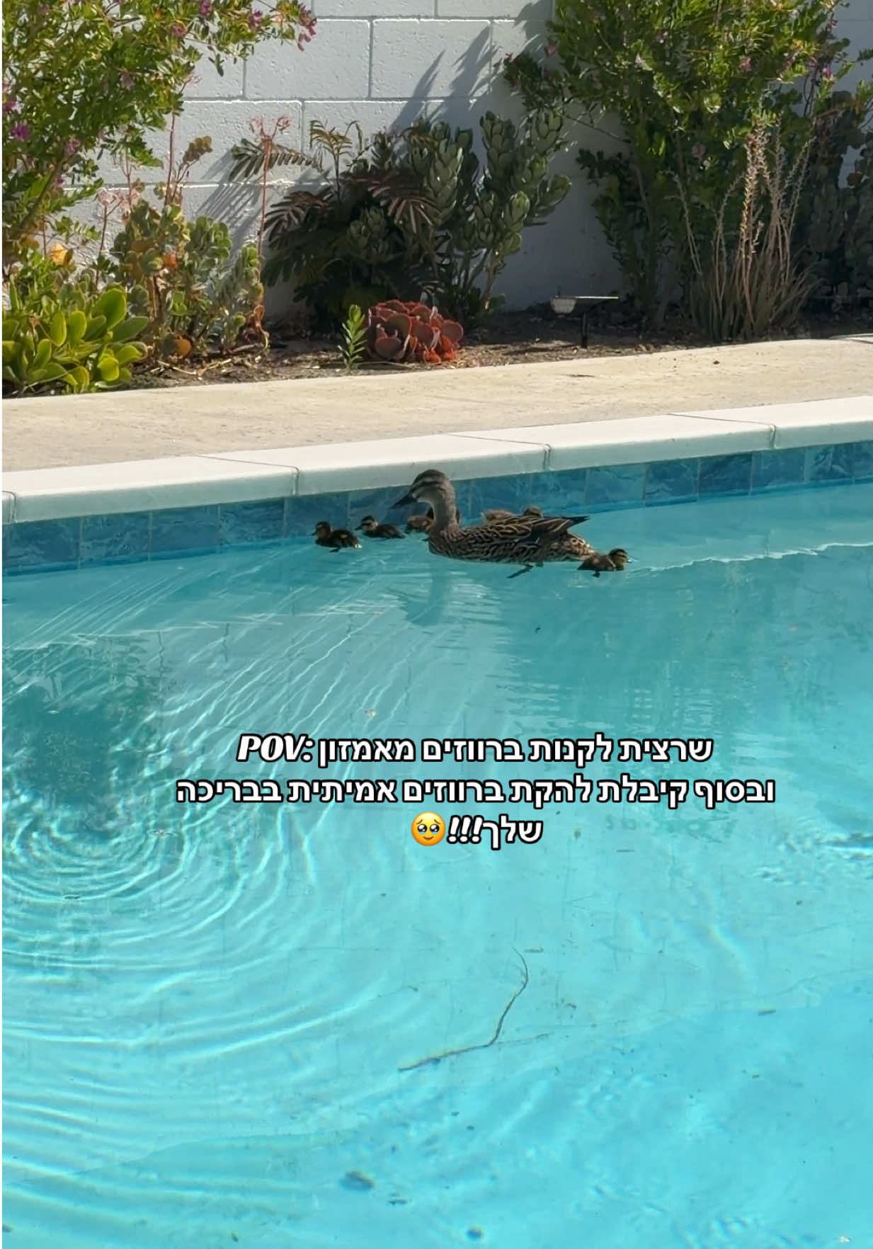 @ℕ𝕠𝕒𝕞 𝕔𝕠𝕙𝕖𝕟