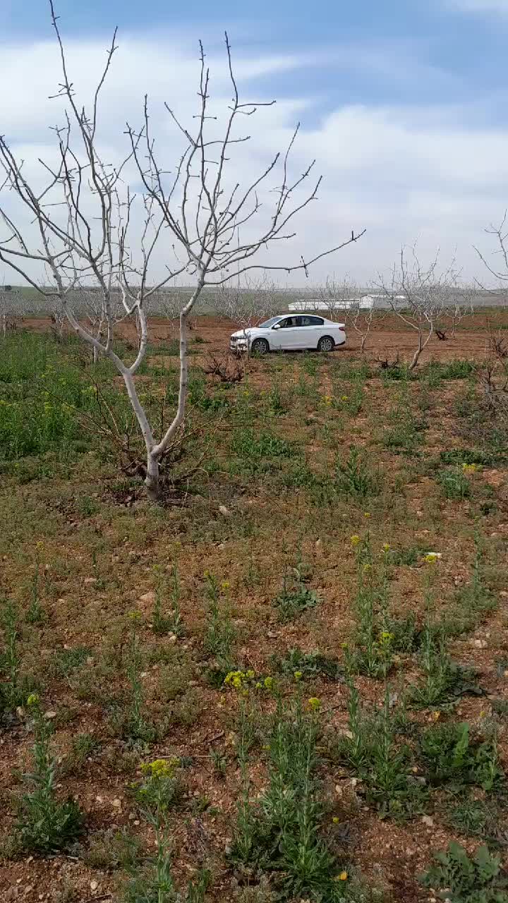 @Memocan Şeddatlı