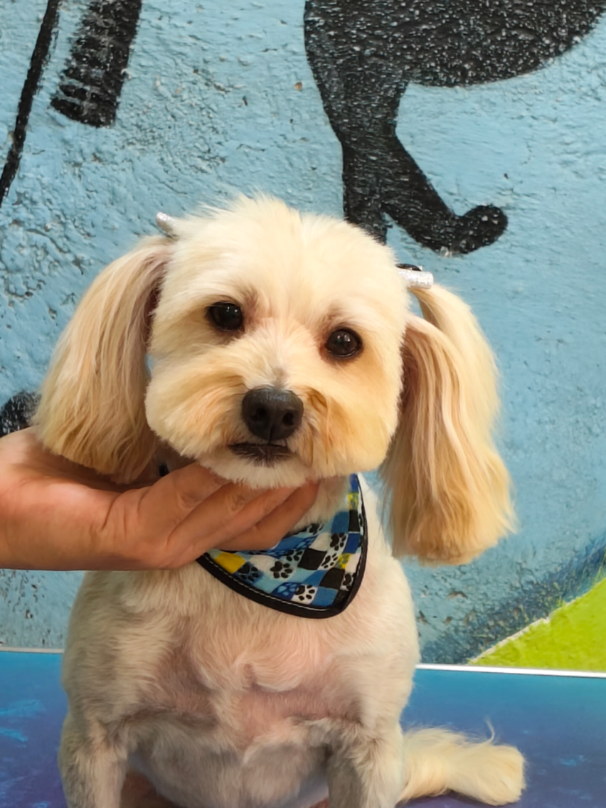 @💈🐾DOG GROOMER🐾💈
