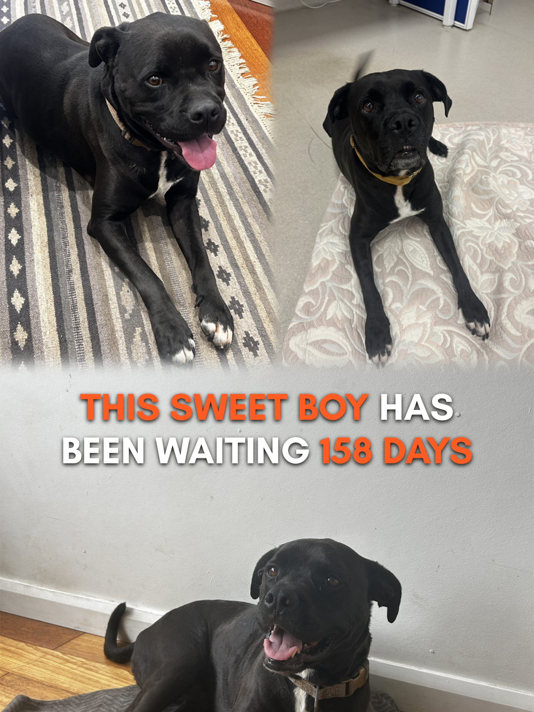 @Happy Staffy Co