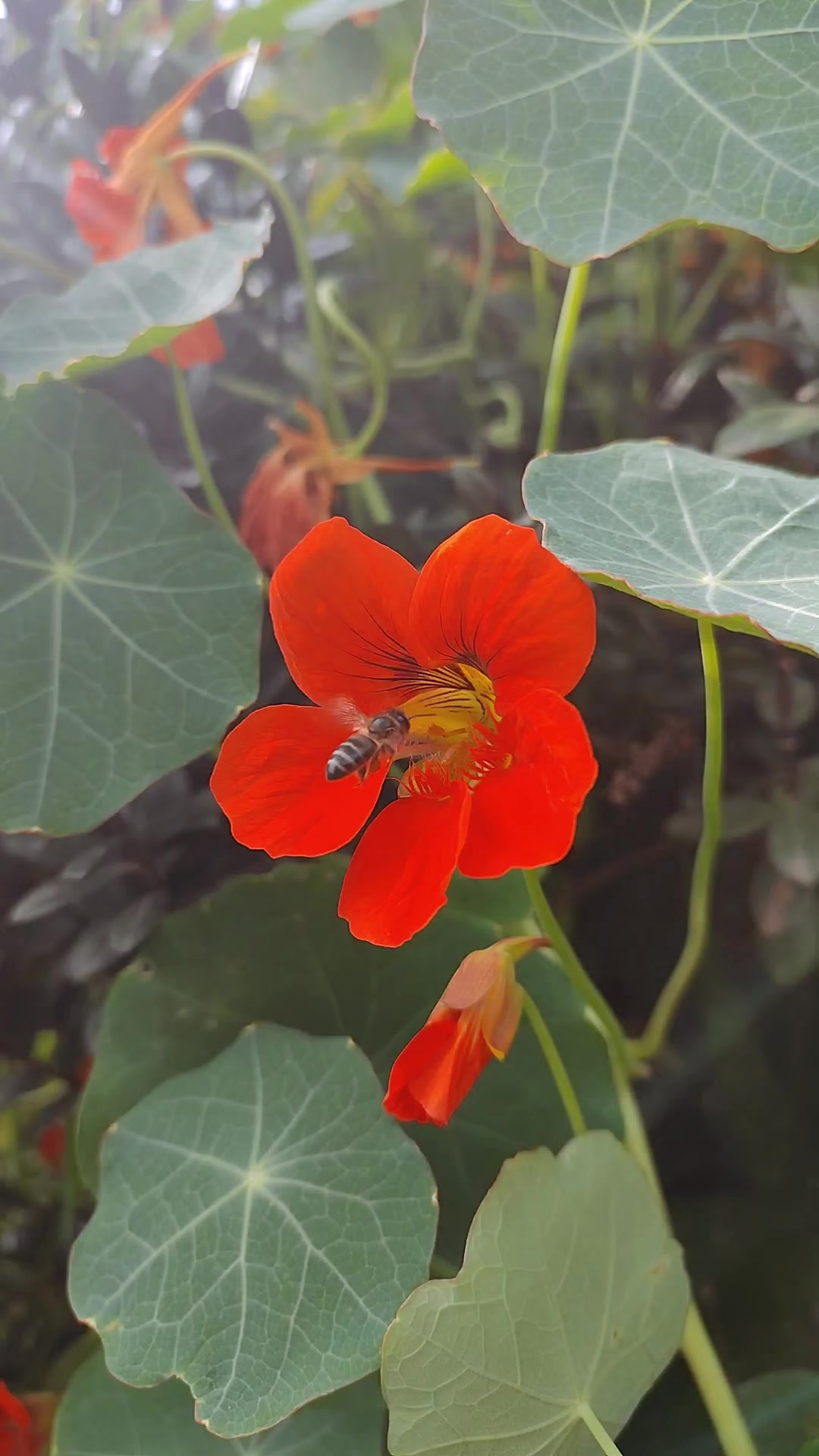 @የጓሮ ማሕበረሰብ-GARDENING COMMUNITY