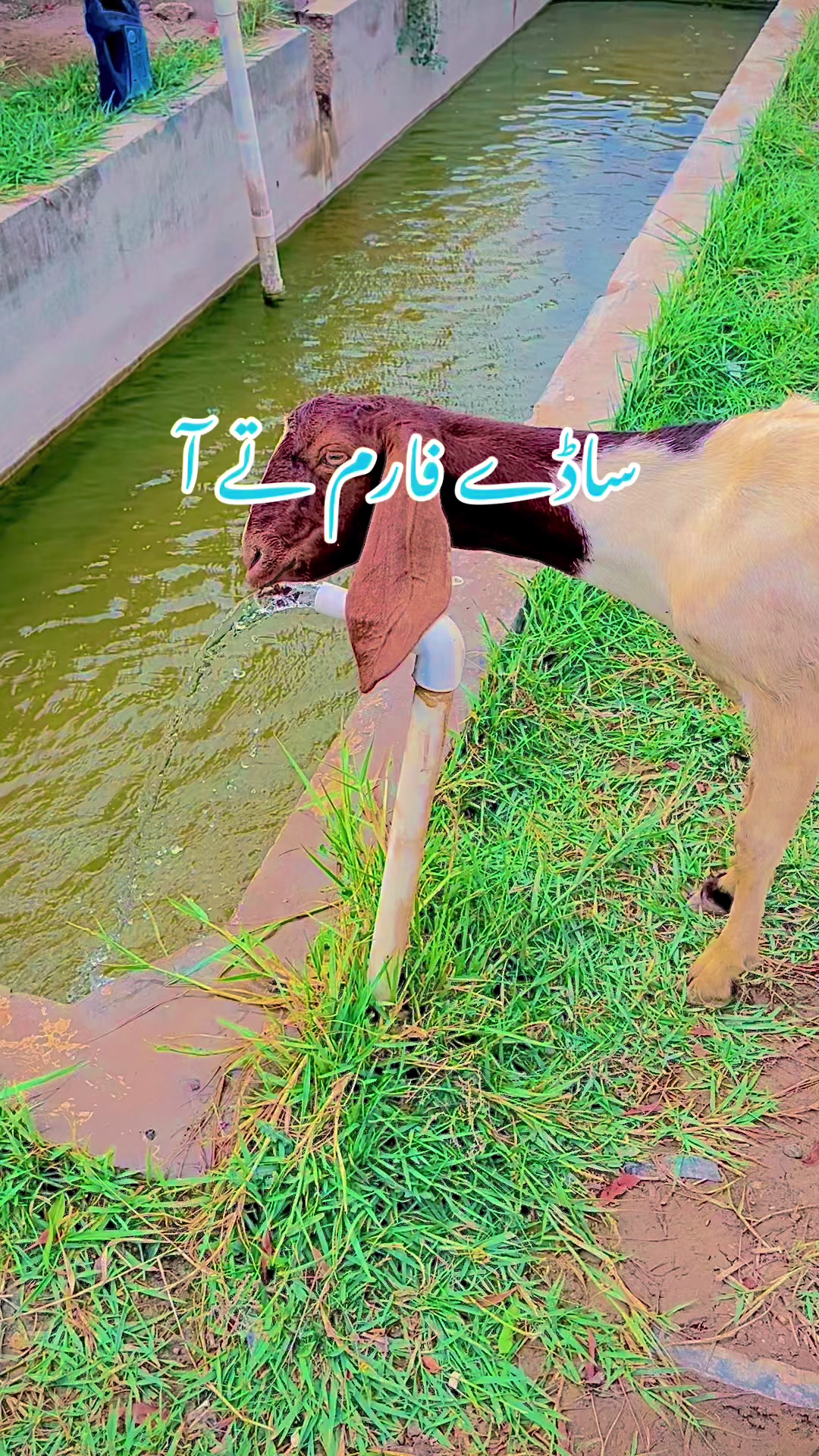 @𝐒𝐢𝐧𝐠𝐞𝐫𝑄𝑎𝑑𝑖𝑟𝐋ashari