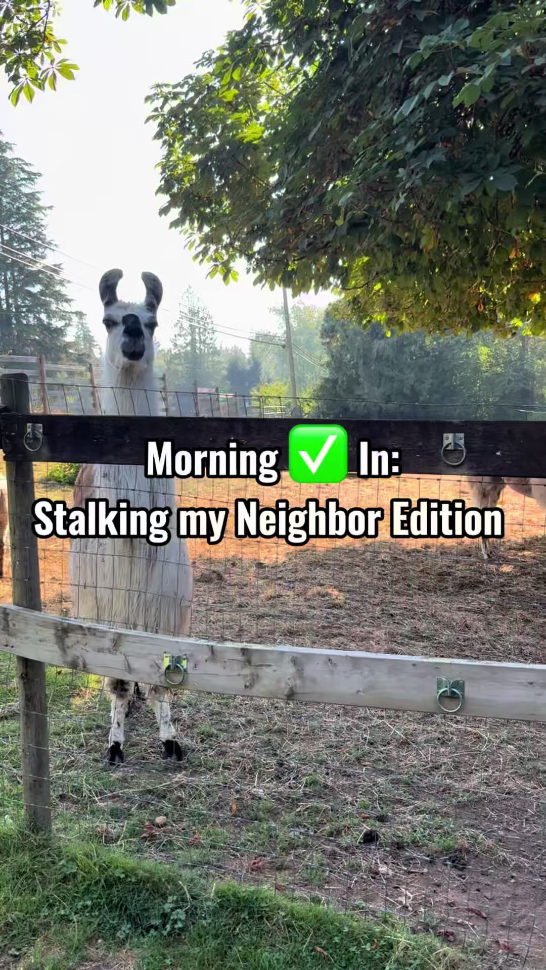 @The Llama Company