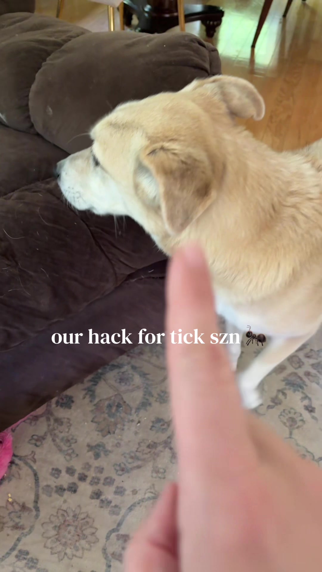 @noelle 🩵