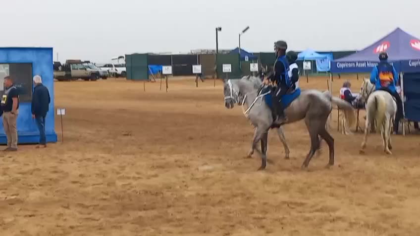 @uitzicht_arabian_stud