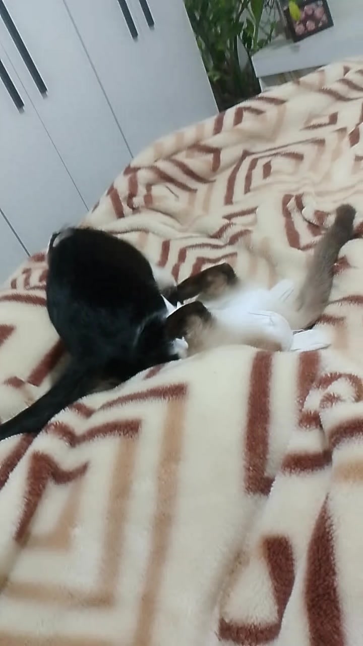 @🐕🐈⬛ SuPets&animais🐈⬛🐕
