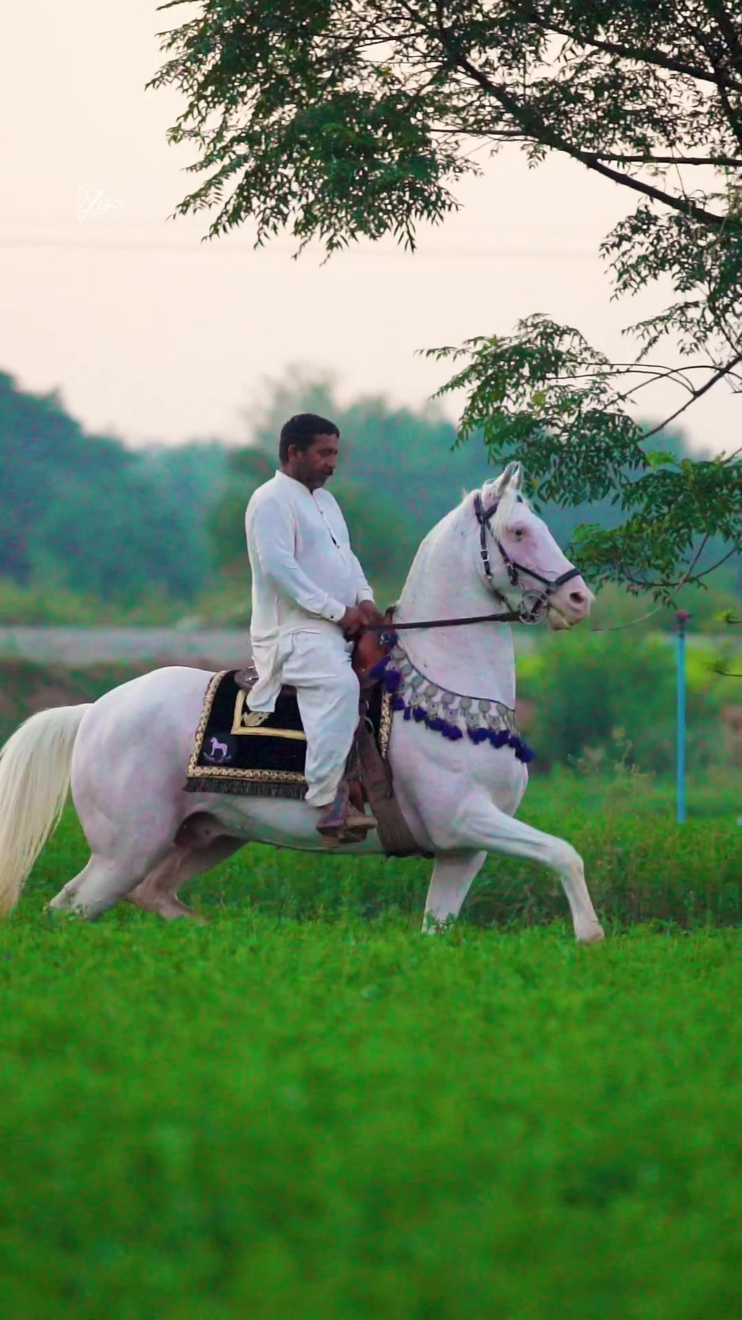 @SUNRISE STUD FARMS RAWALPINDI