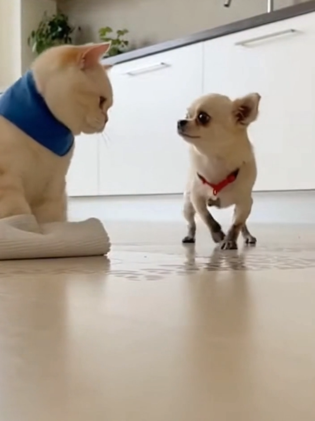 @Purrfect Moments