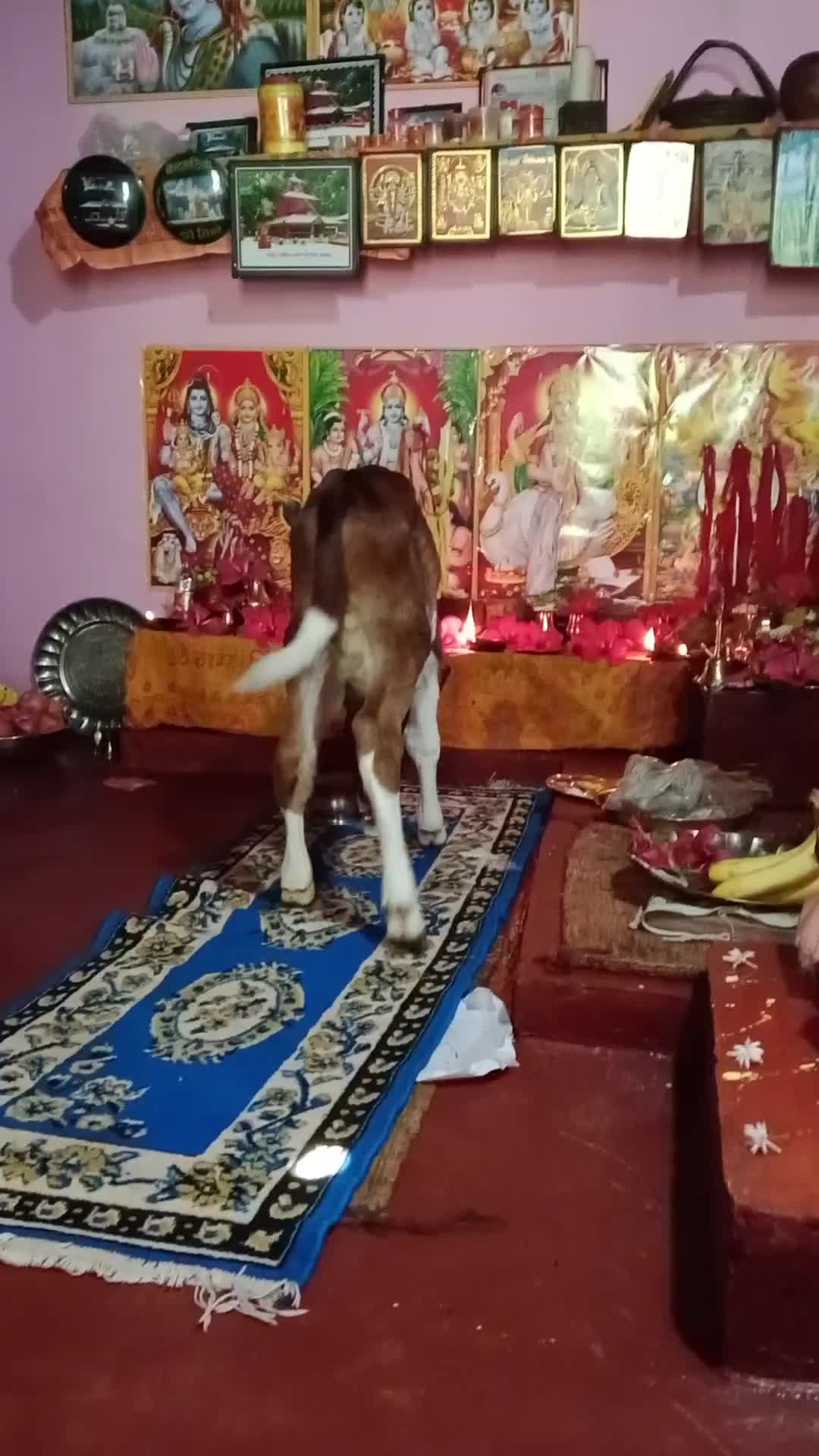@Krishna Adhikari