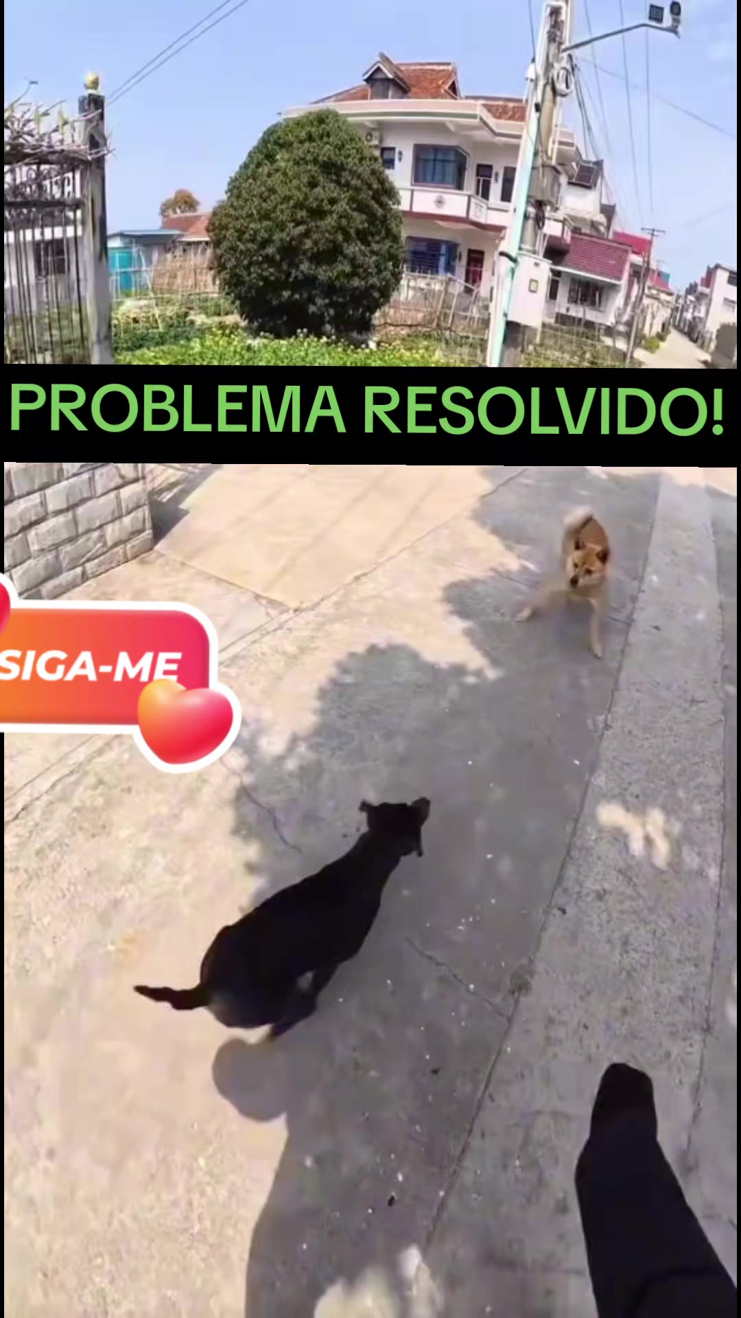 @cachorro de pobre
