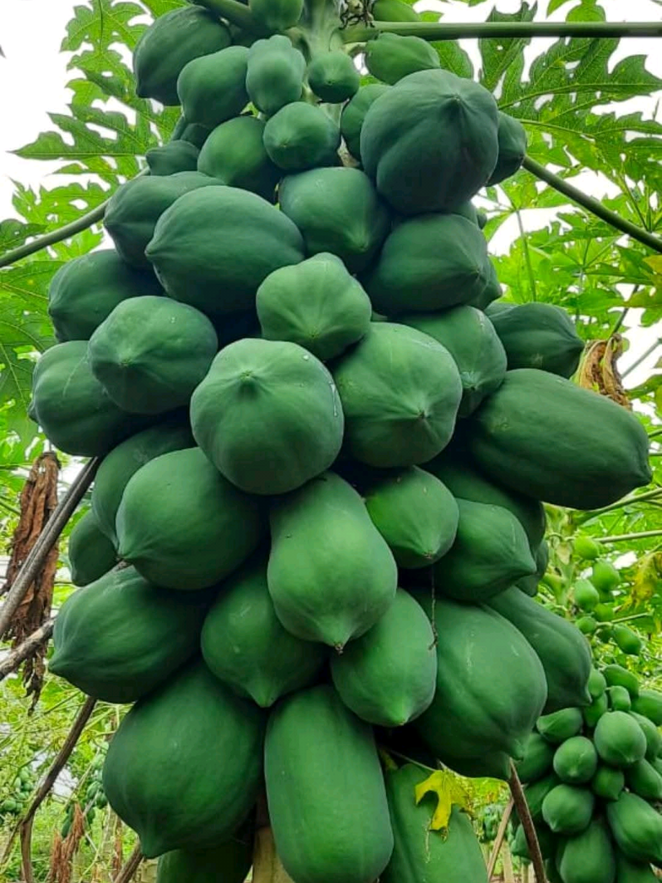 @Kilimo Biashara