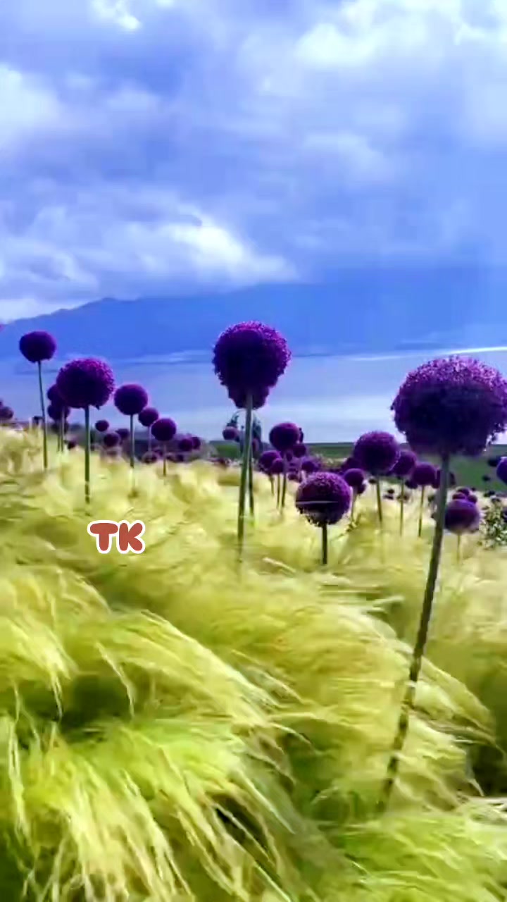 @❤️ TK ❤️