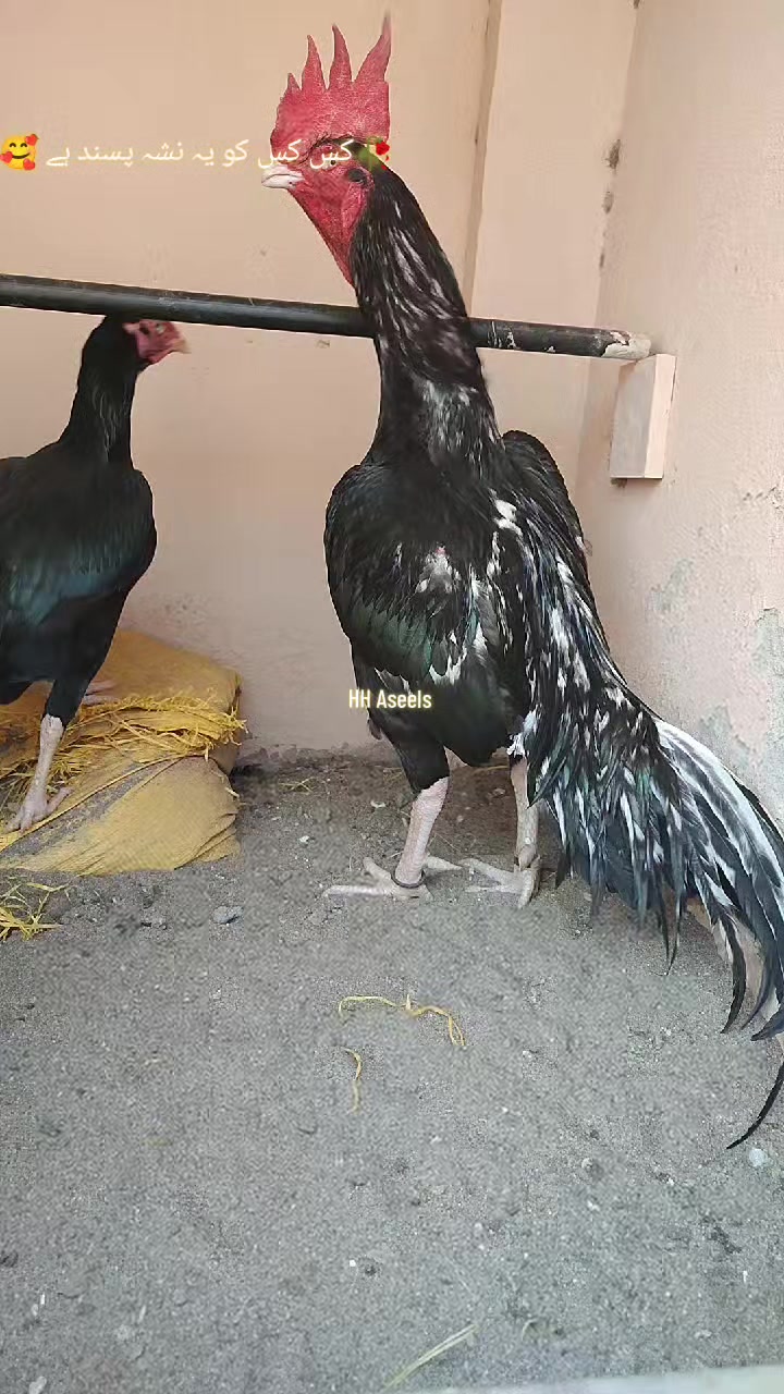 @HH &Aring;sėəłs1